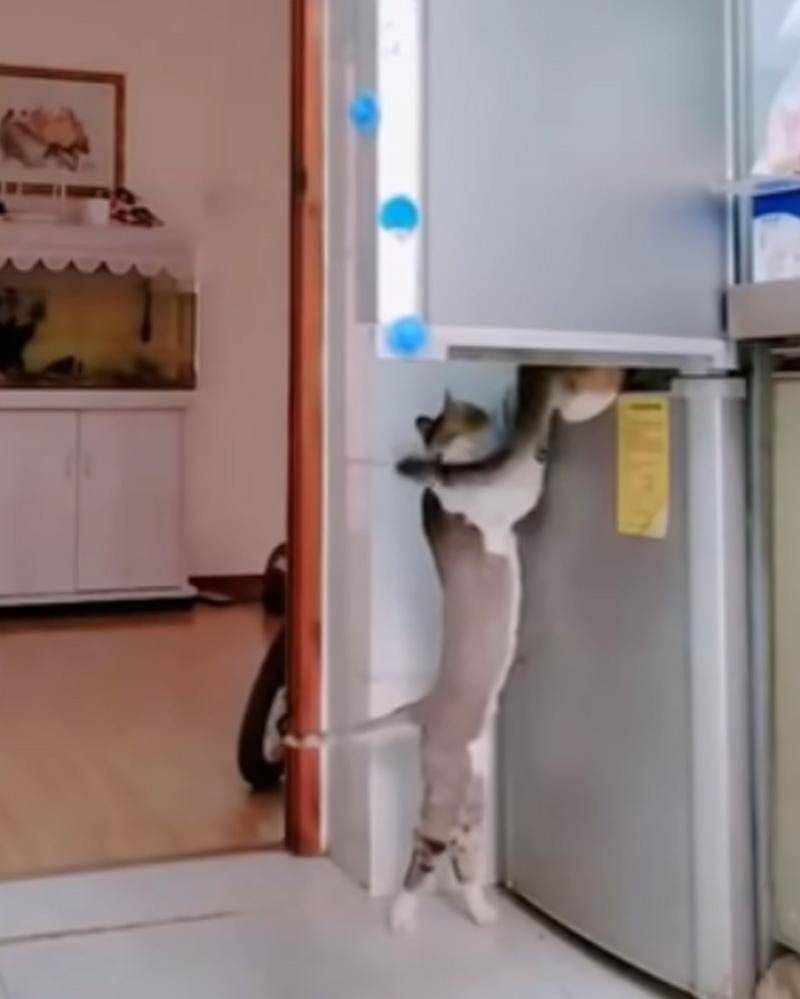 YouTube.com/Neko Watch